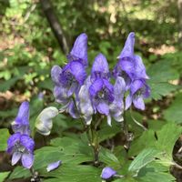 トリカブト,リンドウ,オヤマリンドウ,センブリの花,センブリ﹙千振﹚の画像