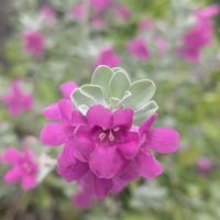 レウコフィラム,可愛い〜♡,花のある暮らし,植物のある暮らし,癒し…♡の画像