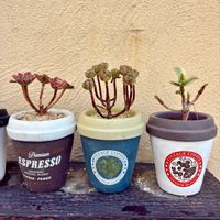スターバースト,スターバースト,アーノルディ,アーノルディ,甜茶錦の画像