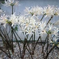 ハツユキカズラ,子持ち蓮華,黄金カズラ,リコリス（彼岸花）,リコリス（彼岸花）の画像