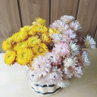 ヘリクリサム,ドライフラワー,ドライフラワーのある暮らし,ナチュラルドライフラワーの画像