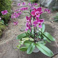 胡蝶蘭の画像