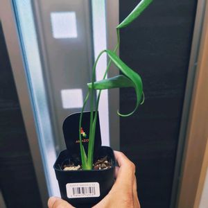 モンステラ,モンステラ　バールマルクスフレーム,観葉植物,グリーン,男前の画像