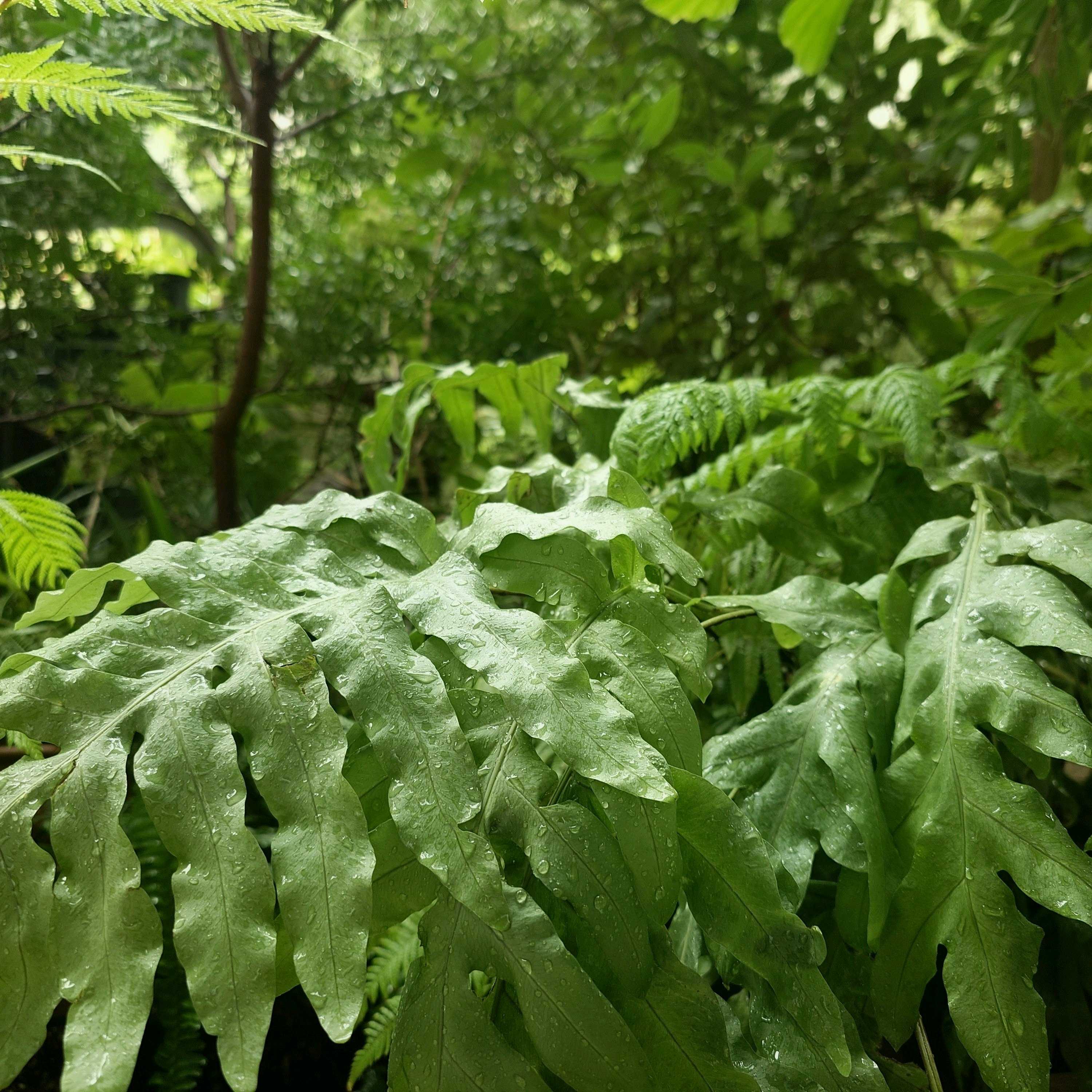 ヘゴ｜🍀GreenSnap（グリーンスナップ）