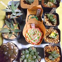 ハオルチア,アガベ,ハオルチア オブツーサ,オブツーサ錦,多肉植物の画像