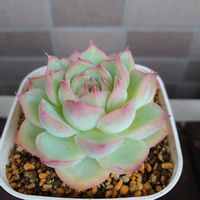 花うらら, シルエット,多肉植物,多肉初心者,ベランダ多肉の画像