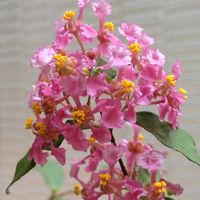 アセロラ,アセロラの花,おうち園芸,小さな庭の画像
