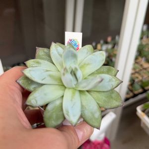 ブラックサバス,スーパーゼリー綴化,スワンプリンセス,多肉植物,小さな庭の画像
