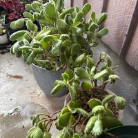 熊童子,植え替え,株分け,コチレドン属の画像