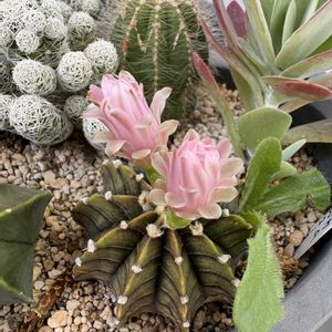 サボテン,ギムノカリキウム,ギムノカリキウム,サボテンの花,北海道タニラーの画像