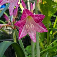アマリリス,シロスジアマリリス,球根,球根植物,花のある暮らしの画像