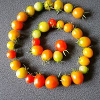 ミニトマト,野菜生活,潮来,野菜でお絵描き,2026収穫祭りの画像