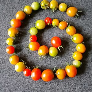 ミニトマト,野菜生活,潮来,野菜でお絵描き,2026収穫祭りの画像