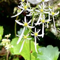 ダイモンジソウ,可憐な花,白い恋人達,ビューティフル サンデー,明日はきっと良い日になるの画像