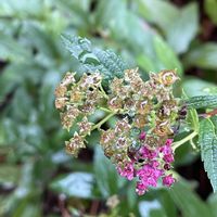 ムクゲ,シモツケ ,うなじ,雨に輝く,#最前線のあなたへの画像