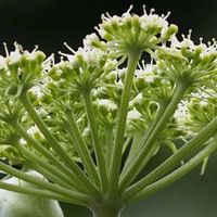 アシタバ,山野草の画像