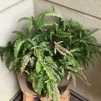 アジアンタム,アジアンタム　プベッセンス,アジアンタム　プベッセンス,観葉植物,わが家の観葉植物❢の画像