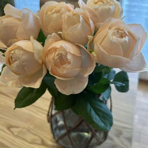 バラ,バラ アプリコットファンデーション,切り花,可愛い,花のある暮らしの画像