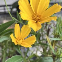 コレオプシス,ベゴニア,ミソハギ,秋桜(コスモス),可愛いの画像