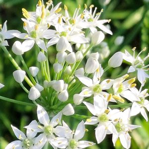 ニラ,ニラ,無農薬,畑の画像