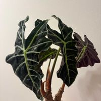 アロカシア,植物,熱帯植物,北海道,植物のある暮らしの画像