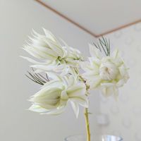 セルリア,花のある暮らし,岩手県,季節を感じる暮らしの画像