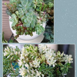 ボルケンシー錦,姫秀麗錦,ミリナエ錦,多肉植物,育てやすい多肉植物の画像