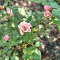 ミニバラ,ミニ薔薇♡,ナチュラルガーデン,ネコ好き,可愛い〜♡の画像