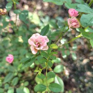 ミニバラ,ミニ薔薇♡,ナチュラルガーデン,ネコ好き,可愛い〜♡の画像