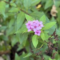 シモツケ ,花のある暮らし,庭の宿根草,花木と宿根草の庭,小さな庭の画像