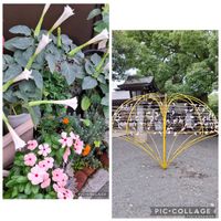 ニチニチソウ,チョウセンアサガオ,多肉植物,いつもありがとう♡,神社の画像