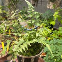 シダ,イヌワラビ,多肉植物,鉢植え,シダ植物の画像