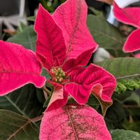 プリンセチア,熱帯植物,植物のある暮らし,botanical life,短日処理の画像