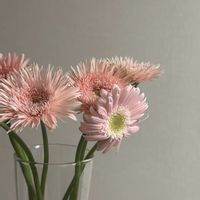 ガーベラ,ガーベラ,お花屋さん,花のある暮らし,ガラスの花瓶の画像