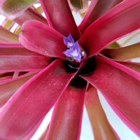 ネオレゲリア,東山植物園の画像
