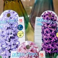 ヒヤシンス,ポポラス ドライ,ヒヤシンス 水耕栽培,ハロウィン,濱文様　絵手ぬぐいの画像