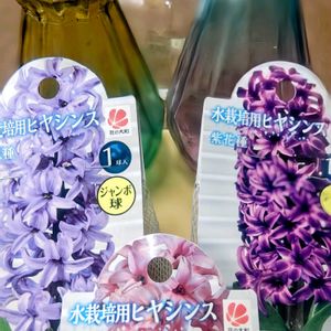 ヒヤシンス,ポポラス ドライ,ヒヤシンス 水耕栽培,ハロウィン,濱文様　絵手ぬぐいの画像
