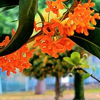 オジギソウ,キンモクセイ,ゼラニウム,タマスダレ,ダリアの画像