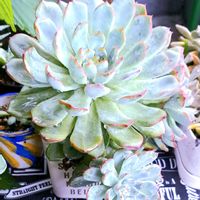 花うらら,エケベリア 花うらら,エケベリア属,雨粒,植物男子ベランダーの画像