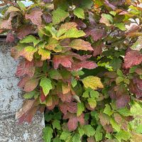 カシワバアジサイ,紅葉（こうよう）,秋の訪れ,あき,花ブローチ倶楽部の画像