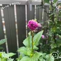 クレオメ,ゼラニウム,ダリア,茄子,お花大好き♡の画像