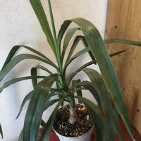 ユッカ,ユッカ（青年の木）,観葉植物,鉢植え,ガーデニングの画像
