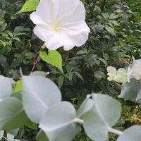 ユウガオ,ハイビスカスフラミンゴ,江戸風情,花のある暮らし,GSに感謝。の画像
