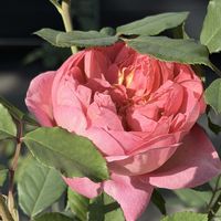 プリムラ,プリムラ,イングリッシュローズ,ハニーサックル,ハニーサックルの画像