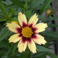 ゲウム,コレオプシス,花のある暮らし,おうち園芸,日曜ビタミンカラー♪の画像