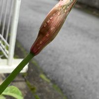 ランタナ,ダイヤモンドリリー,メランポジュームの画像