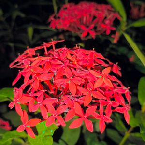 植物園,温室,東京,花のある暮らし,熱帯植物の画像
