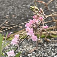 リナリア,宿根リナリアの画像