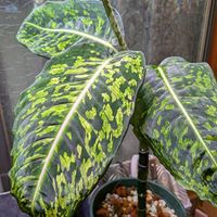 ディフェンバキア,ディフェンバキア・リフレクター,観葉植物の画像