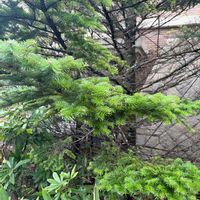 イチイの画像
